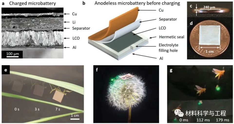《Adv Mater》:螳螂都可以背着走!一种新型微型电池设计的图2